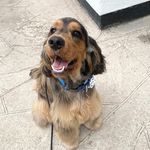 Lenny Morris 🖤 - @lenny.cockerspaniel - Instagram