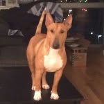 Lenny Murphy - @lennythebullterrier - Instagram