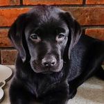 🐾 🧿Lenny Ross 🧿🐾 - @lenny_blacklabbeauty - Instagram