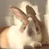 lenny + rowan!!!!! - @leonard.the.bunnard - TikTok