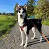 Lauchi - @lenny.steinmeyer - TikTok