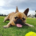Lenny Walker - @lil.lenny.the.frenchie - Instagram