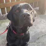 Lenny Walker - @lennythelabrador2020 - Instagram