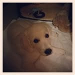 Lenore Austin - @lenoreaustin685 - Instagram