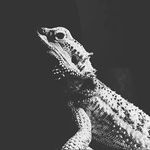 Lenora's Beard - @lenorasbeard - Instagram