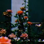 Lenora Oezcan - @chungsemrau - Instagram