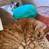 Slime fidgets and art - @cookingwithlenora - TikTok