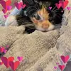 Lenora Crow - @lenora.crow - TikTok