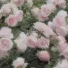 𝓛𝓮𝓷𝓸𝓻𝓪 - @lenoragrace._ - TikTok