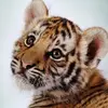 lenorahughes5 - @lenorahughes5 - TikTok