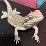 Lenora - @lenoralizardlittlewizard - Instagram