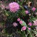 Lenore McGuire - Facebook