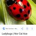 Lanora Morse - Facebook