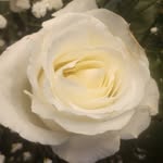 Lenora Osborne - @lenoraosborne - Instagram