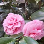 Lenora Owens - Facebook