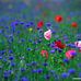 Lenora Peters - Facebook