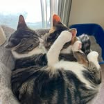 Lenora Richardson - @lv_kitties222 - Instagram