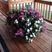 Lenora Ball - Facebook
