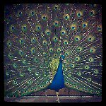 lenore green - @lendengren - Instagram