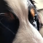 Darwin, Lenore & Hudson - @darwinsdads - Instagram