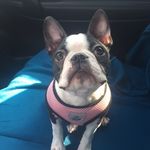 Stella Lenore Jackson - @stella_theboston17 - Instagram
