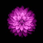 Lenora Morris - Facebook