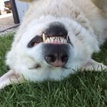 Lenore Morrissette - @lenore.morrissette - Instagram