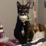 Poe🖤Lenore🖤Catterina - @mr_poe_miss_lenore_catterina - Instagram