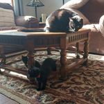 Stevie, Lenore, and Poe - @stevie__lenore_poe - Instagram