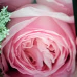 Lenora Ward - @levi971256 - Instagram