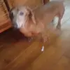 lenoreaward - @lenoreaward - TikTok