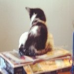 Toby Lenox Smith - @toby_kitten_ - Instagram