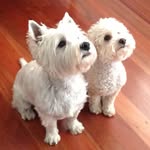 Angus & Leo - @angus_and_leo - Instagram