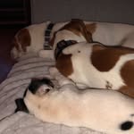 Angus&Léo&Oreo Ventura - @angus_leo_oreo_thejack_russell - Instagram