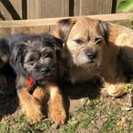 Leo and Angus - @leo_angus_aussiedogs - Instagram