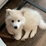 Leo Angus 🐶 - @leotheeskiee - Instagram