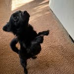 Leo Angus Martin - @leo_martinthepup - Instagram