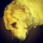 Leo/angus - @leo_dat_beast_dog - Instagram