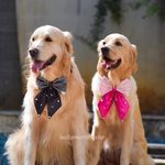 Leo & Arya (Bhow_mick) - @leothemorningstar - Instagram
