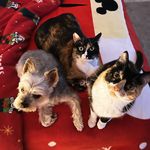 Leo, Arya y Fiona - @leo.de.yorkie - Instagram