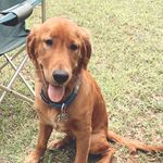 Leo Atkinson 🐶 - @leo_the_big_red_dog - Instagram