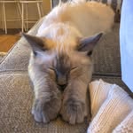 Leo Atkinson Shaw - @sirleo_meowmeow - Instagram