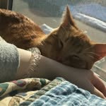 Leo the kitten :) - @leo_barden_ - Instagram