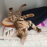 Leo Bates - @leo_v_bates - Instagram