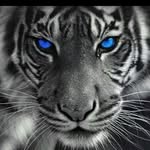 leo bates - @leobates59 - Instagram