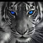 Leo Bates - @leobates247 - Instagram