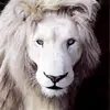 Leo - @leo.baumgartner - TikTok