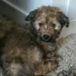 Leo Bender - @leo.der.hund_b - Instagram