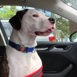 Leo Benoit - @leo.nardo_de.pup.reo - Instagram