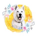 LEO | Berger Blanc Suisse 🇨🇭🇨🇭 - @leonardo_dipuprio - Instagram